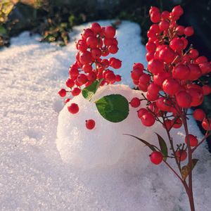 南天(なんてん),雪国,新潟県,豪雪地帯,カナイスタイルの画像