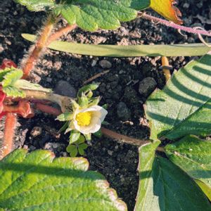 ガーデニング,花のある暮らし,小さな庭,庭の画像