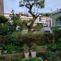 松の木,多肉植物,裏の畑,家庭菜園,庭の画像