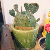 サボテン,テラス,ベランダ,リビング・ダイニングの画像