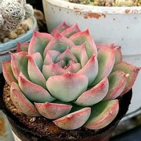  シルエット,多肉植物,エケベリア属,多肉大好き,多肉植物のある暮らしの画像