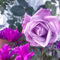 乙女心,ガーデンシクラメン,薔薇,多肉植物,観葉植物の画像