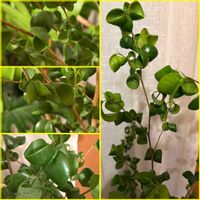 ベンジャミン・バロック,ベンジャミン,鉢植え,可愛らしい,丸まった葉の画像