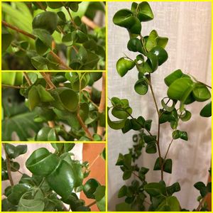 ベンジャミン・バロック,ベンジャミン,鉢植え,可愛らしい,丸まった葉の画像