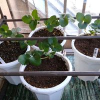 イチゴ　越後姫,イチゴ栽培初心者,家庭菜園,ベランダの画像