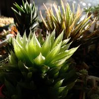 青雲の舞,白蝶,松の霜,多肉植物,ハオルチア属の画像