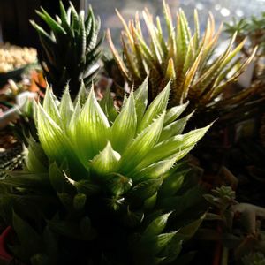 青雲の舞,白蝶,松の霜,多肉植物,ハオルチア属の画像