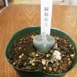 リトープス,愛愛玉,緑福来玉,楽地玉,癒される〜〜♡の画像