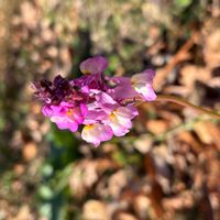 リナリアの画像