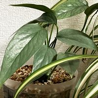 クレソン,オリヅルラン,シンゴニウム・シュリンクハート,エピプレムナム／セブブルー,PRの画像