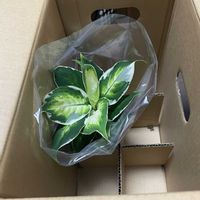 PR,#観葉植物,三ツ星品質モニター,デヘンバキアモニターの画像