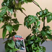 クレマチスアシスンエンシス,和室の画像