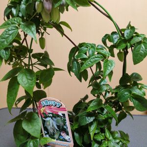 クレマチスアシスンエンシス,和室の画像