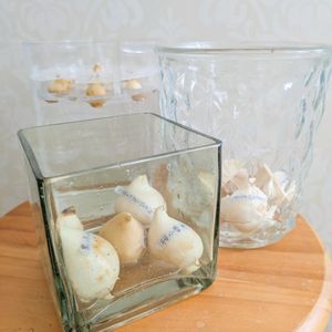 チューリップの球根,プシュキニア,水栽培,花のある暮らし,岩手県の画像