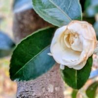 サザンカ,山茶花, 富士山,初冬,美しい富士山の画像