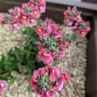 ネメシアの画像