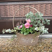 マユハケオモト,ワイルドストロベリー,バロータ,斑入りツワブキ,山茶花(さざんか）の画像