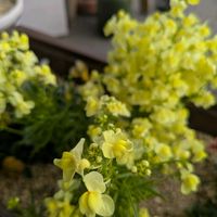 リナリアの画像