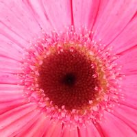 ガーベラの画像