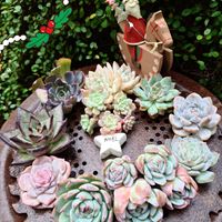 桃太郎,リンゼアナ,名無しさん,ベリー,多肉葉挿しの画像