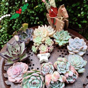 桃太郎,リンゼアナ,名無しさん,ベリー,多肉葉挿しの画像