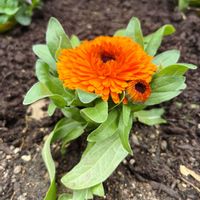 ストック,カレンデュラ,花壇,寒さに強い,花壇の花の画像