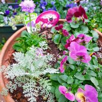 スカビオサ,ビオラ,シルバーレース,寄せ植え,庭の画像