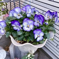 キンギョソウ,パンジー,ビオラ,花のある暮らし,おうち園芸の画像