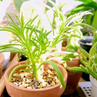 ペペロミア,ペペロミア ハッピービーン,観葉植物,植物のある暮らし,みどりのある暮らしの画像