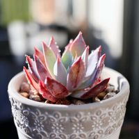 エケベリア,多肉植物,エケベリア属,テラスの画像