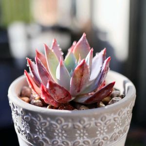 エケベリア,多肉植物,エケベリア属,テラスの画像