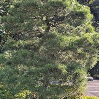 カエデ,クロマツ,ムクロジ,寒椿,グランサム ツバキの画像