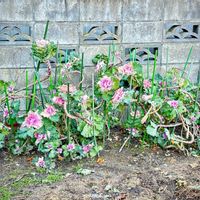 躍り葉牡丹,踊り葉牡丹。,多年草,花のある暮らし,植物観察の画像