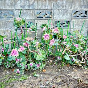 躍り葉牡丹,踊り葉牡丹。,多年草,花のある暮らし,植物観察の画像