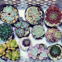 オブツーサ,黄麗,エケベリア,ハオルチア,ピンクルルビーの画像