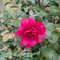 サザンカ,今日のお散歩,歩くの大好き♡の画像