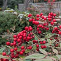 ナンテン,今日のお散歩,歩くの大好き♡の画像