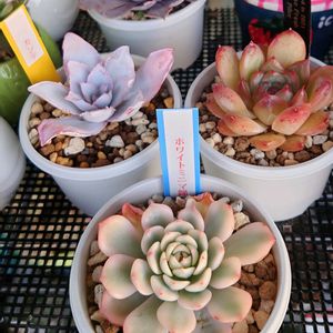 エケベリア,多肉植物,観葉植物,塊根植物,ベランダの画像