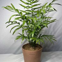 テーブルヤシの画像