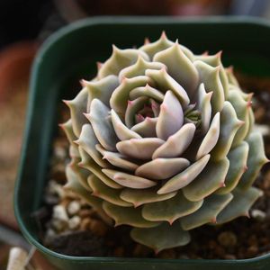 ローラ,エケベリア ローラ,多肉植物,エケベリア属,植中毒の画像