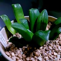 ハオルチア,多肉植物,葉挿し,ハオルチア属,多肉大好きの画像