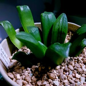 ハオルチア,多肉植物,葉挿し,ハオルチア属,多肉大好きの画像