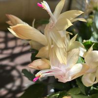 シャコバサボテン,デンマークカクタス  ゴールドチャーム,花のある暮らし,われら17年組,乙女色クラブの画像