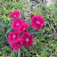 ナデシコの画像