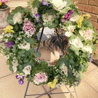 アリッサム,アリッサム,ハボタン,ハボタン,ビオラの画像