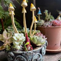 多肉植物,多肉寄せ植え,多肉大好き,多肉箱庭,ガーデンの画像