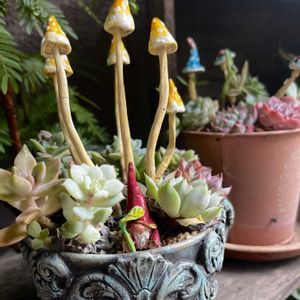 多肉植物,多肉寄せ植え,多肉大好き,多肉箱庭,ガーデンの画像