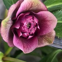 クリスマスローズ,クリスマスローズ,月の雫さんのｵｼﾞｿﾞｰﾀﾝ,月の雫さんのｵｼﾞｿﾞｰﾀﾝ,クリスマスデコレーションの画像