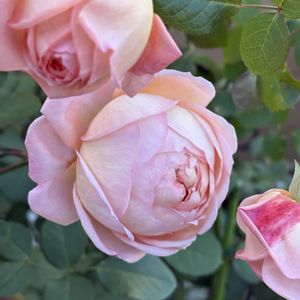 バラ,バラ　コンフィチュール,ベビーアイスバーグ,鉢植え,裏庭の画像