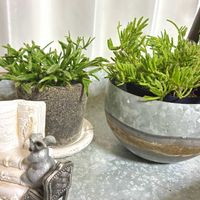 リプサリス,グレープフルーツミント,植物のある暮らし,ほしつながり,たいせつななかま♡の画像